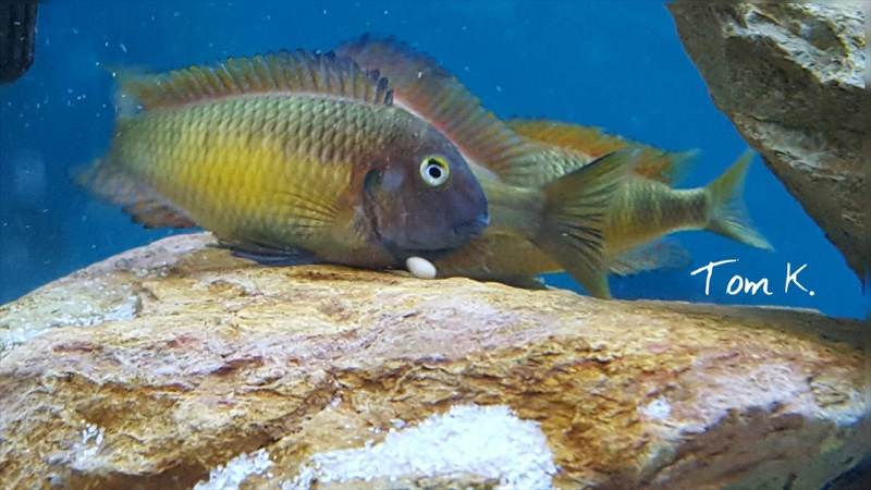 Tropheus moorii 'Kasanga'